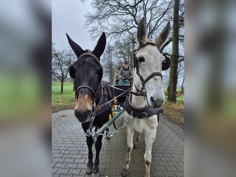 Maultier Wallach 8 Jahre 160 cm Dunkelbrauner in Aalten