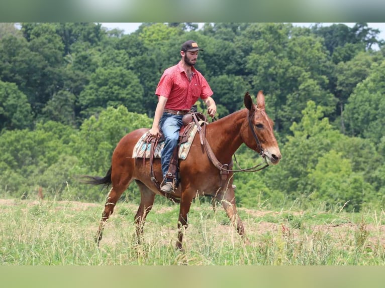 Maultier Wallach 8 Jahre 163 cm Dunkelfuchs in Brooksville KY