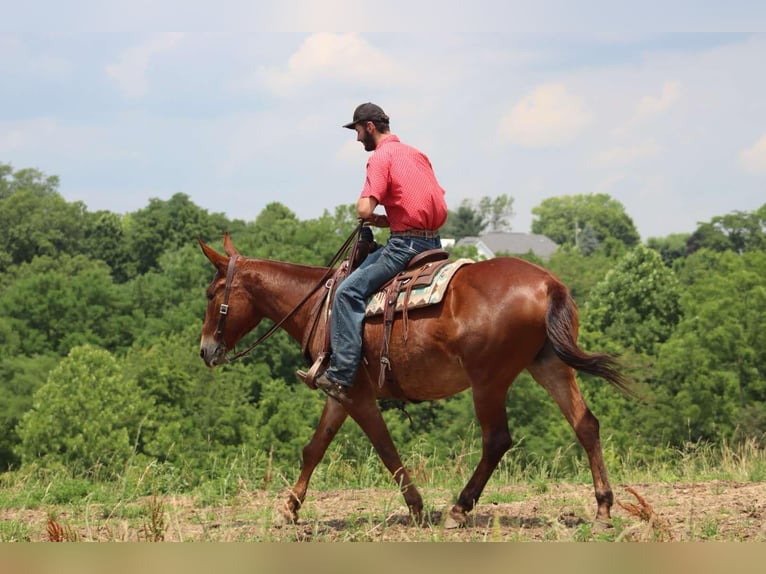 Maultier Wallach 8 Jahre 163 cm Dunkelfuchs in Brooksville KY