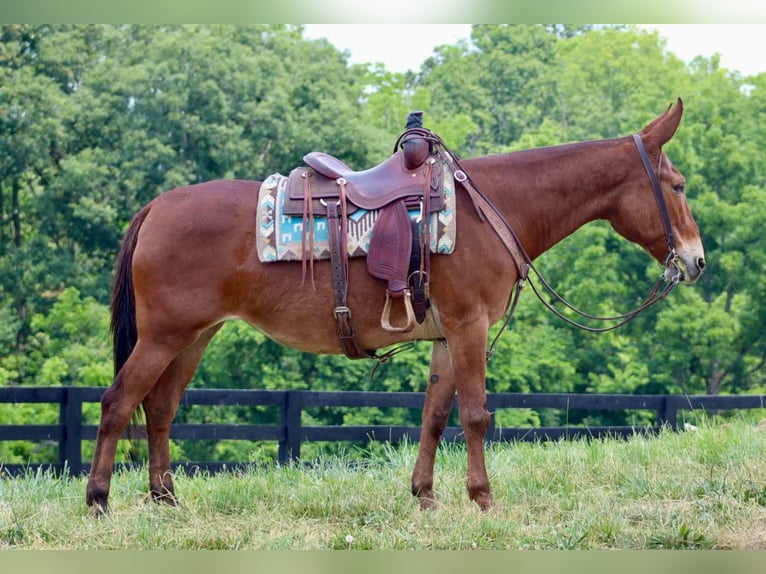 Maultier Wallach 8 Jahre 163 cm Dunkelfuchs in Brooksville KY