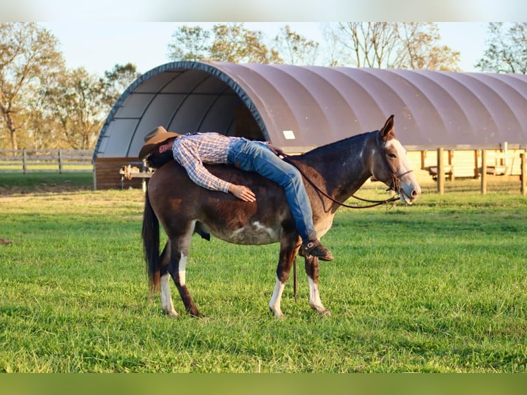 Maultier Wallach 8 Jahre Buckskin in Brooksville KY