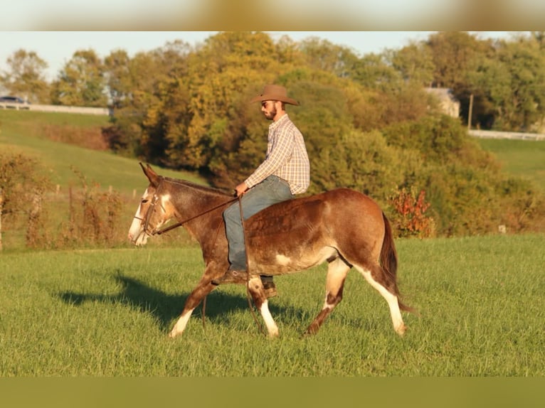 Maultier Wallach 8 Jahre Buckskin in Brooksville KY