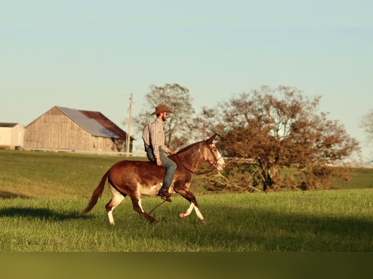 Maultier Wallach 8 Jahre Buckskin in Brooksville KY