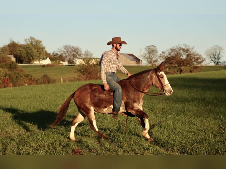 Maultier Wallach 8 Jahre Buckskin in Brooksville KY