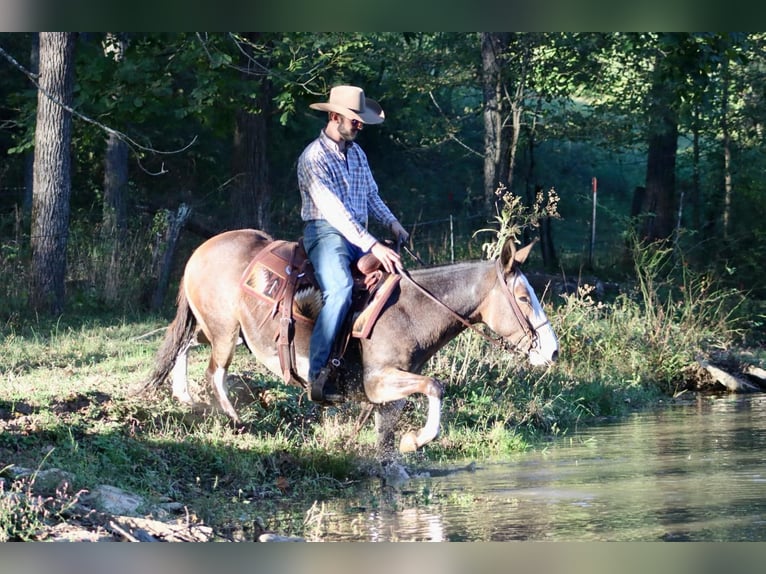 Maultier Wallach 8 Jahre Buckskin in Brooksville KY