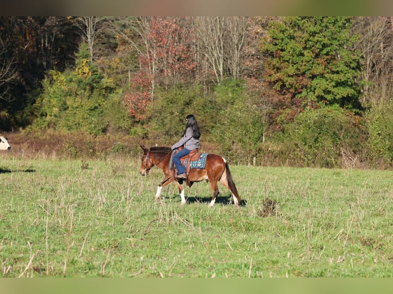 Maultier Wallach 8 Jahre Rotbrauner in Beaver Springs