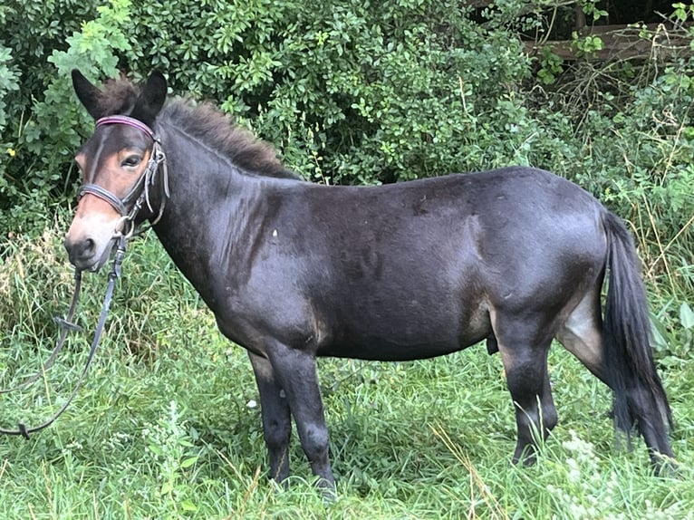 Maultier Wallach 9 Jahre 110 cm Brauner in Ursensollen