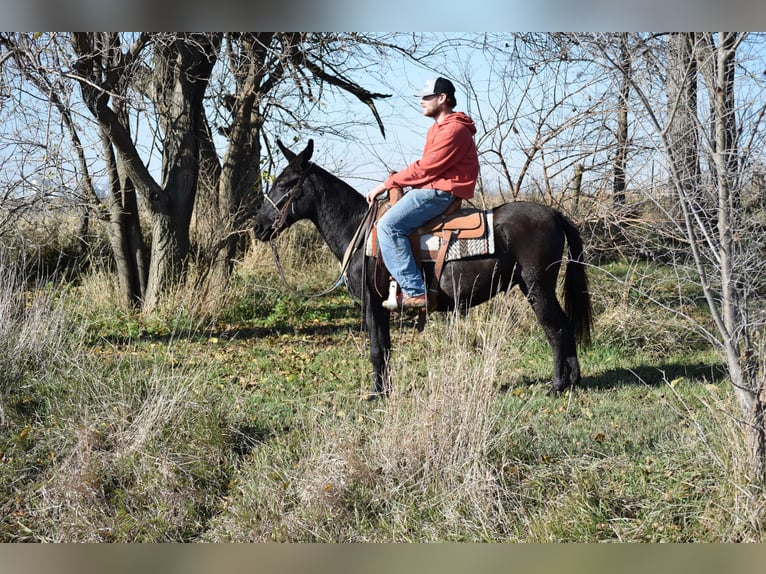 Maultier Wallach 9 Jahre 132 cm Rappe in Van Horne