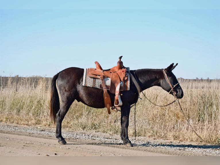 Maultier Wallach 9 Jahre 132 cm Rappe in Van Horne