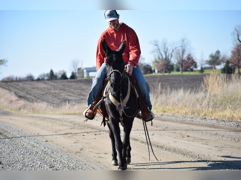 Maultier Wallach 9 Jahre 132 cm Rappe in Van Horne