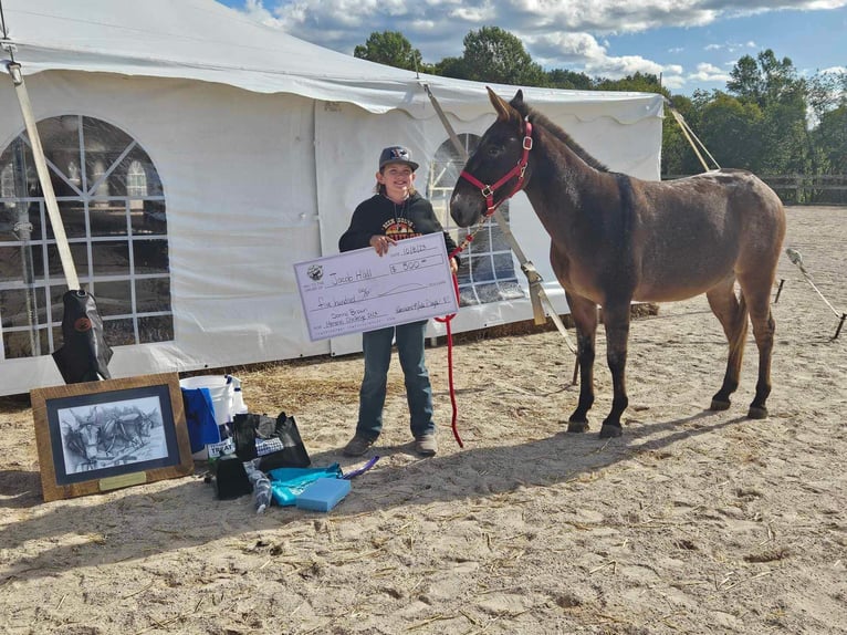 Maultier Wallach 9 Jahre 145 cm Falbe in Everett PA