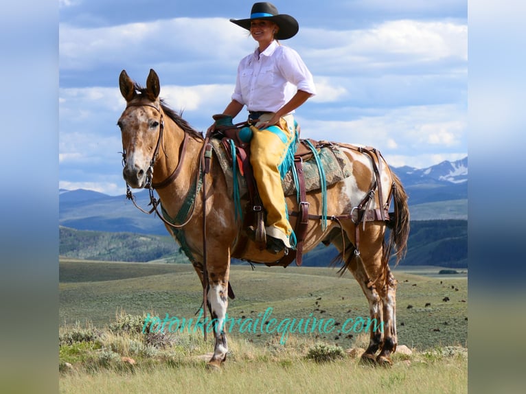 Maultier Wallach 9 Jahre 145 cm in Laporte, CO