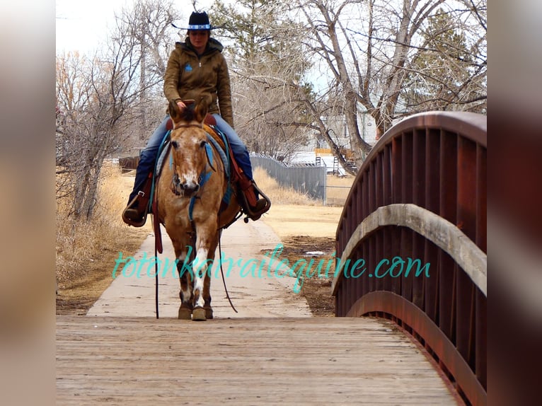 Maultier Wallach 9 Jahre 145 cm in Laporte, CO