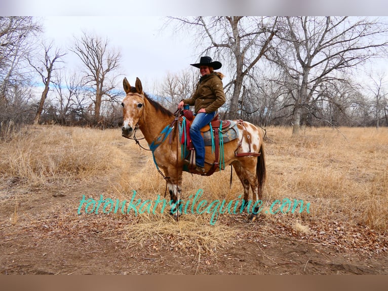 Maultier Wallach 9 Jahre 145 cm in Laporte, CO