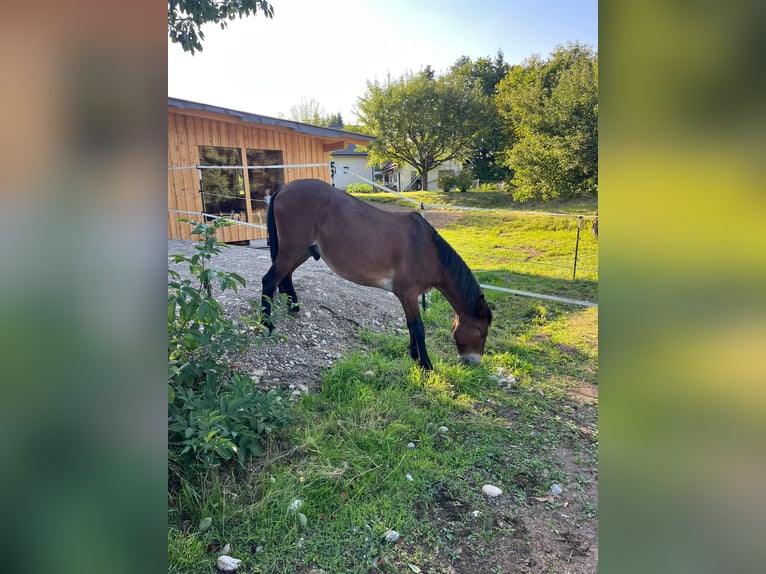 Maultier Wallach 9 Jahre 150 cm Brauner in St.Jakob im Rosental