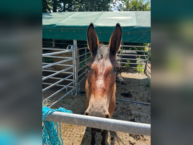 Maultier Wallach 9 Jahre 150 cm Brauner in St.Jakob im Rosental