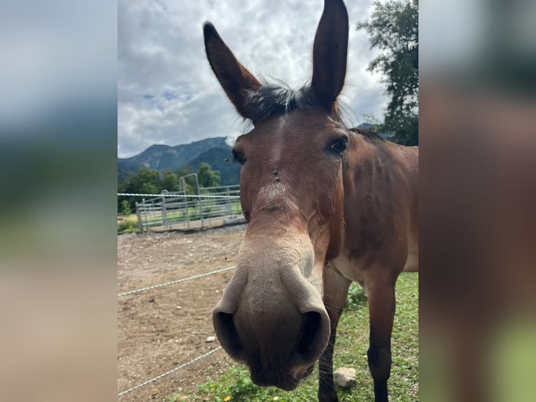 Maultier Wallach 9 Jahre 150 cm Brauner in St.Jakob im Rosental