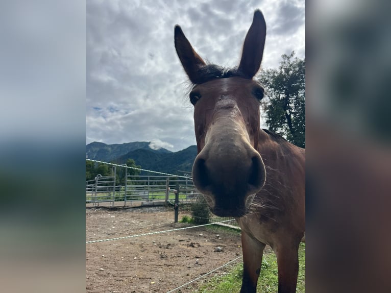 Maultier Wallach 9 Jahre 150 cm Brauner in St.Jakob im Rosental