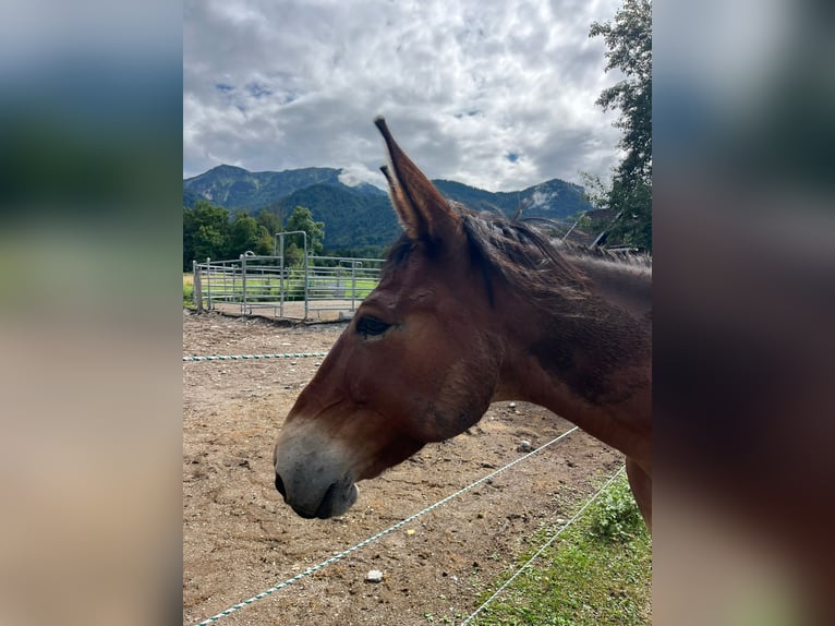 Maultier Wallach 9 Jahre 150 cm Brauner in St.Jakob im Rosental
