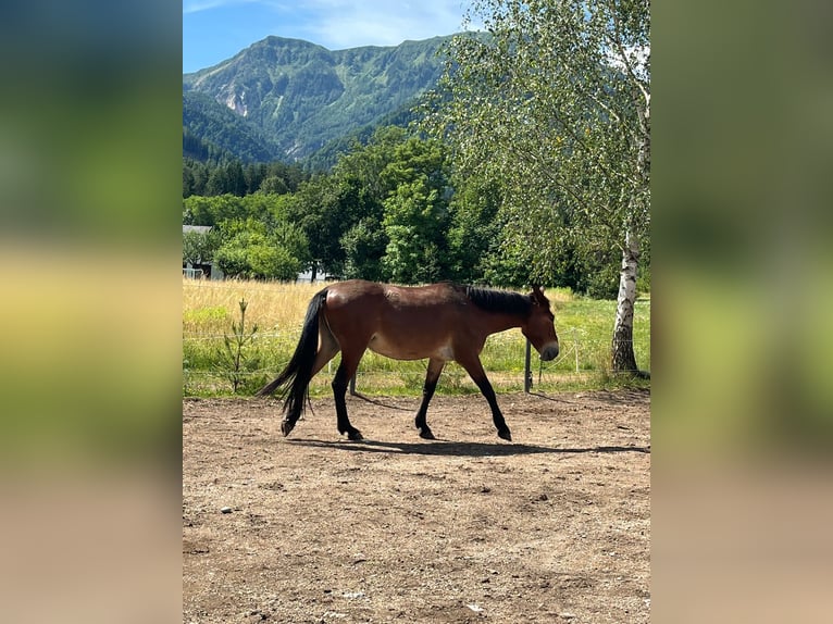 Maultier Wallach 9 Jahre 150 cm Brauner in St.Jakob im Rosental