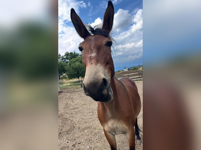 Maultier Wallach 9 Jahre 150 cm Brauner in St.Jakob im Rosental