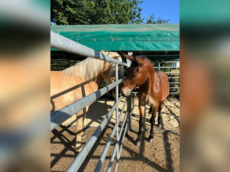 Maultier Wallach 9 Jahre 150 cm Brauner in St.Jakob im Rosental