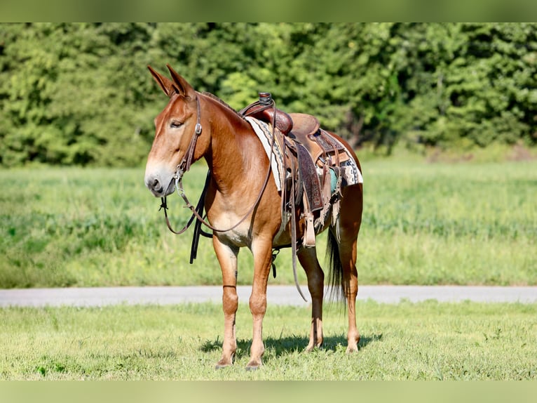 Maultier Wallach 9 Jahre 150 cm Rotfuchs in Mount Vernon