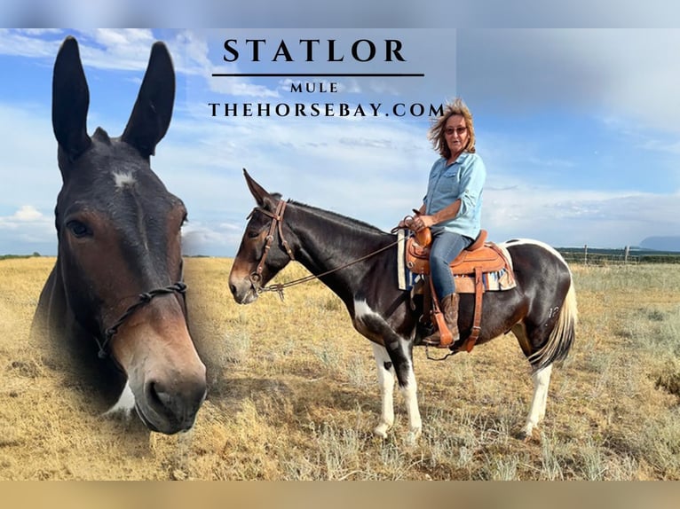 Maultier Wallach 9 Jahre 150 cm Tobiano-alle-Farben in Franktown, CO