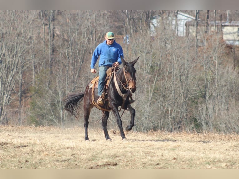 Maultier Wallach 9 Jahre 155 cm Rotbrauner in Brooksville KY