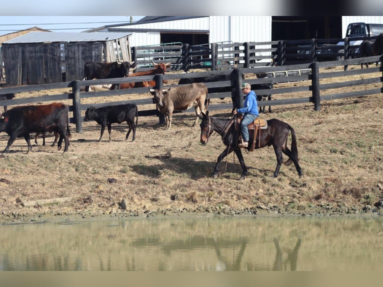 Maultier Wallach 9 Jahre 155 cm Rotbrauner in Brooksville KY