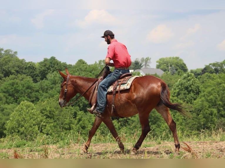 Maultier Wallach 9 Jahre 163 cm in Brooksville KY