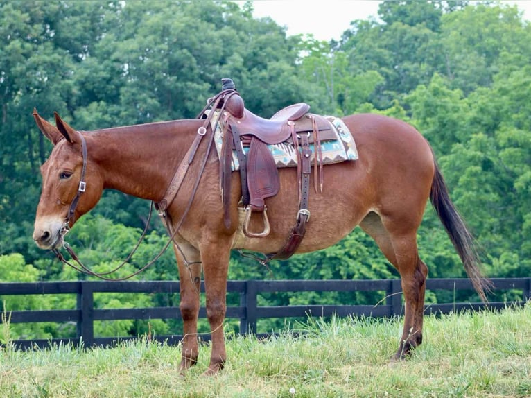Maultier Wallach 9 Jahre 163 cm in Brooksville KY