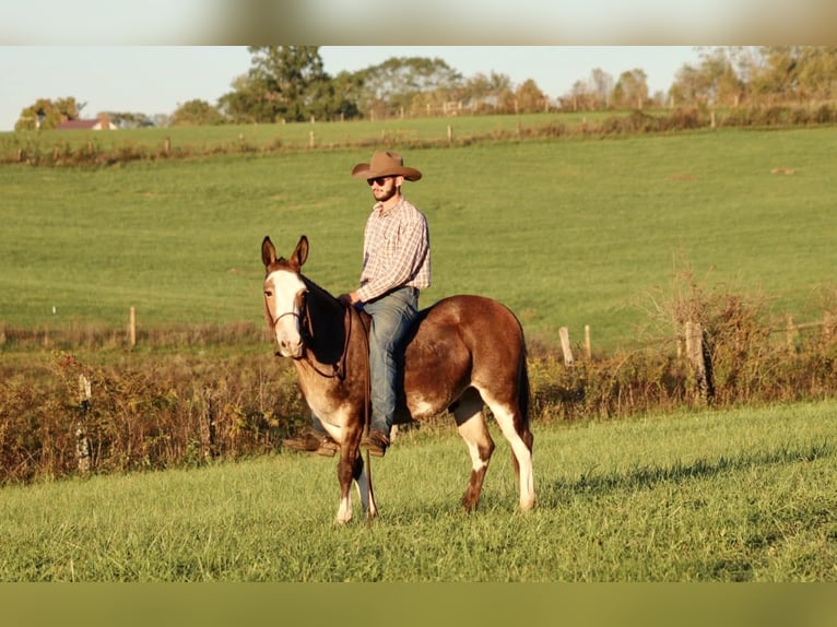 Maultier Wallach 9 Jahre Buckskin in Brooksville KY