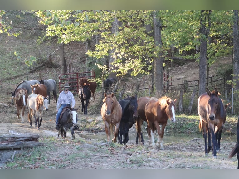 Maultier Wallach 9 Jahre Buckskin in Brooksville KY