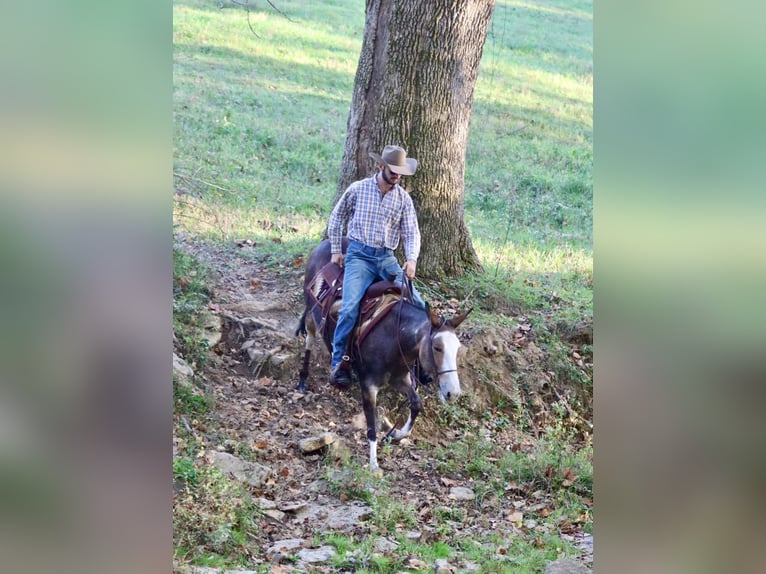 Maultier Wallach 9 Jahre Buckskin in Brooksville KY