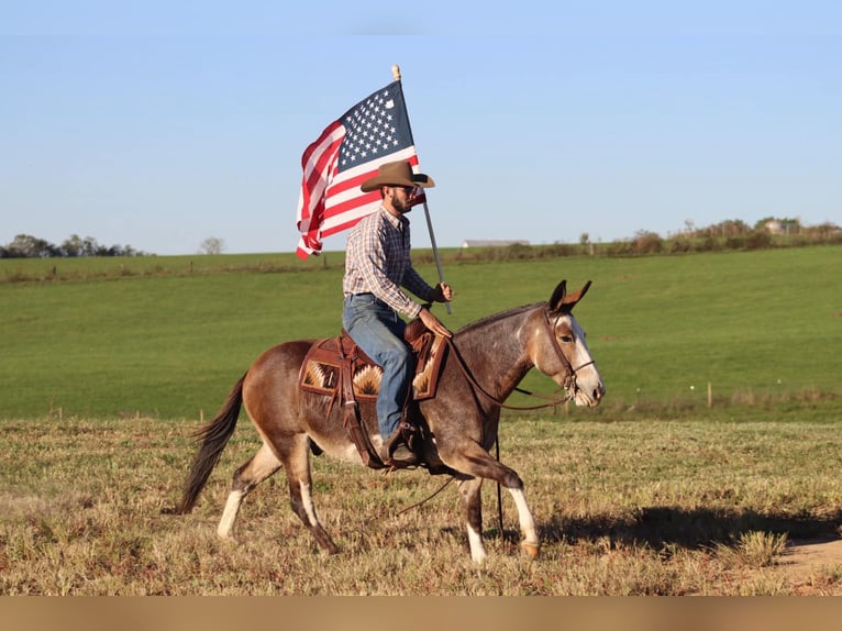 Maultier Wallach 9 Jahre in Brooksville KY