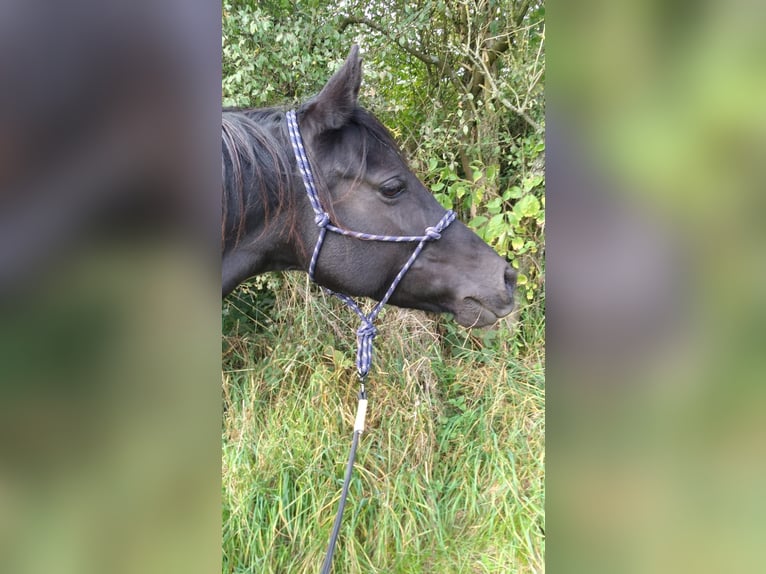 Mały koń niemiecki Klacz 13 lat 149 cm Kara in Hattingen