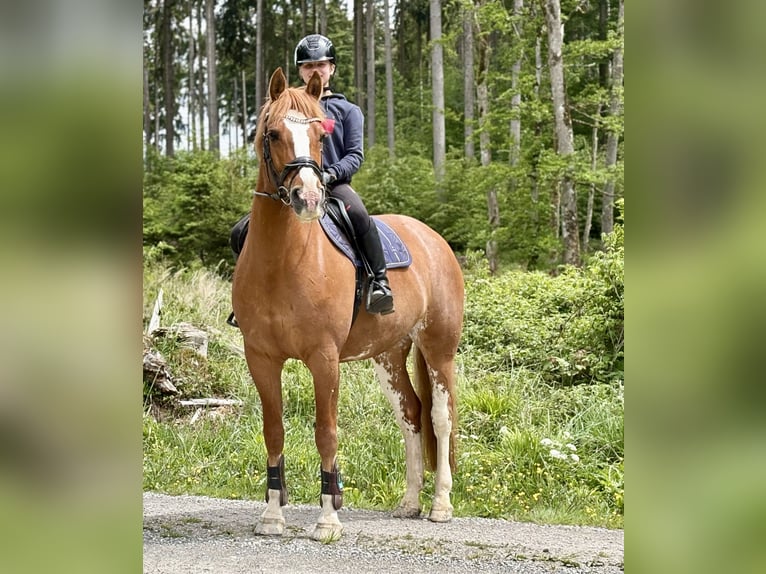 Mały koń niemiecki Klacz 14 lat 158 cm Kasztanowata in Aulendorf