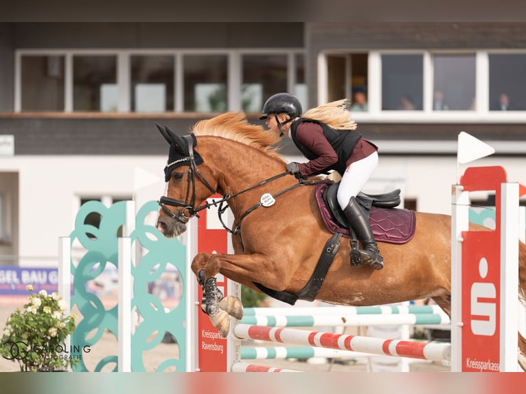 Mały koń niemiecki Klacz 14 lat 158 cm Kasztanowata in Aulendorf