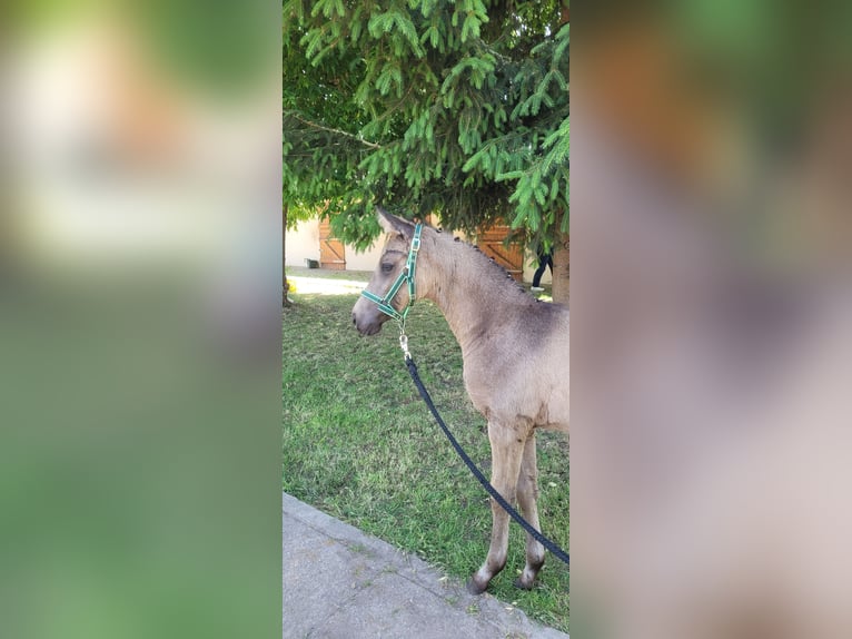 Mały koń niemiecki Klacz 1 Rok 136 cm Jelenia in Wanzleben