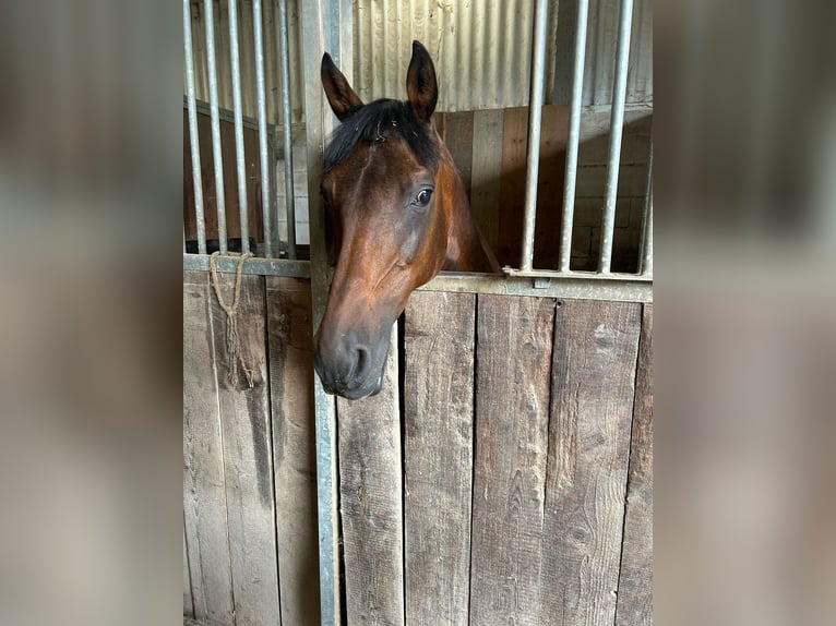 Mały koń niemiecki Klacz 25 lat 153 cm Gniada in Mörlenbach