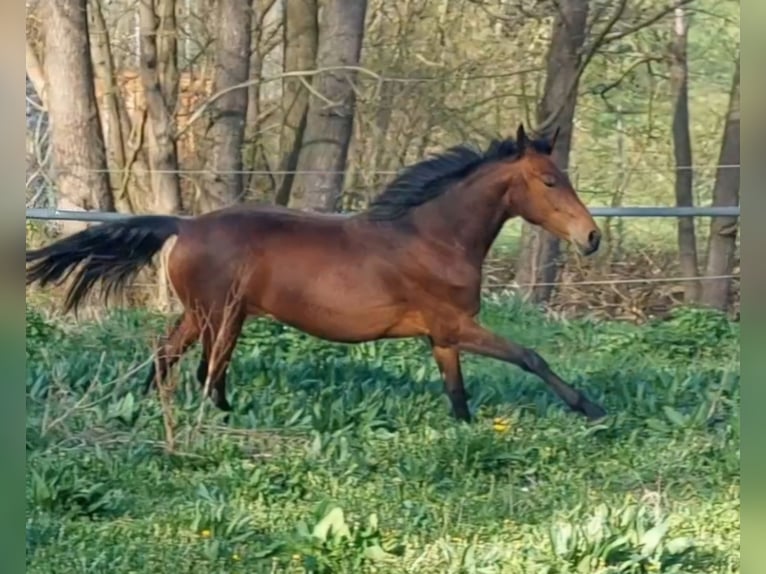 Mały koń niemiecki Klacz 2 lat 157 cm Gniada in Creglingen