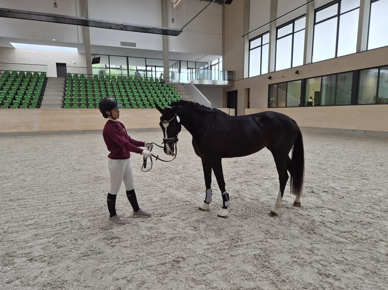 Mały koń niemiecki Klacz 3 lat 157 cm Kara in Obertrebra