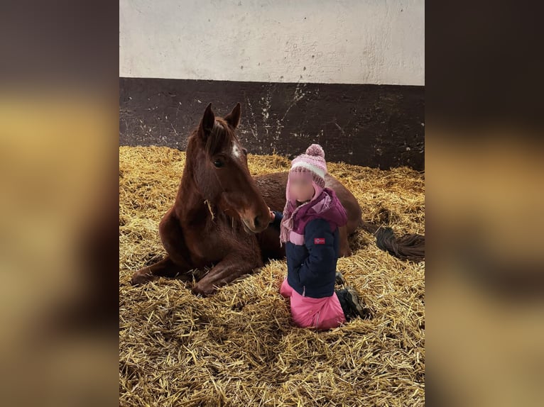 Mały koń niemiecki Klacz 4 lat 145 cm Kasztanowata in Erbach