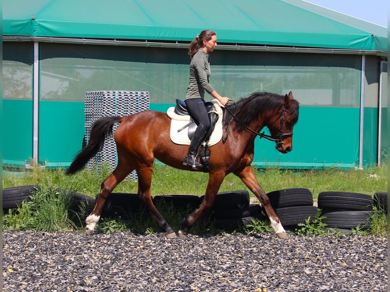 Mały koń niemiecki Mix Klacz 4 lat 152 cm Gniada in Himberg