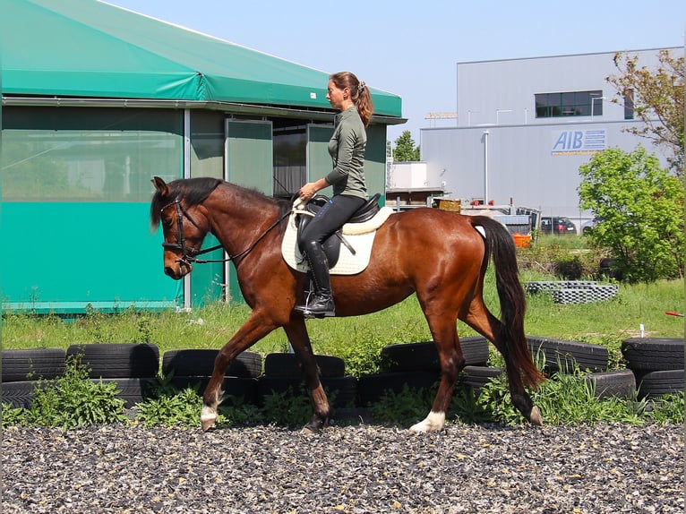 Mały koń niemiecki Mix Klacz 4 lat 152 cm Gniada in Himberg