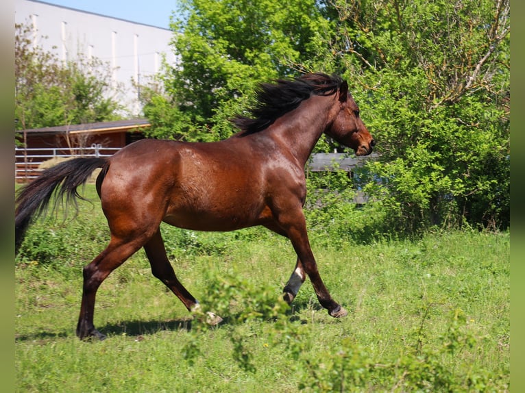 Mały koń niemiecki Mix Klacz 4 lat 152 cm Gniada in Himberg