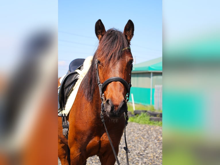 Mały koń niemiecki Mix Klacz 4 lat 152 cm Gniada in Himberg