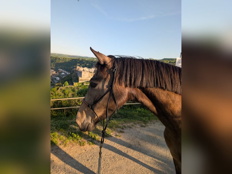 Mały koń niemiecki Klacz 4 lat 153 cm Jelenia in Sankt Goar