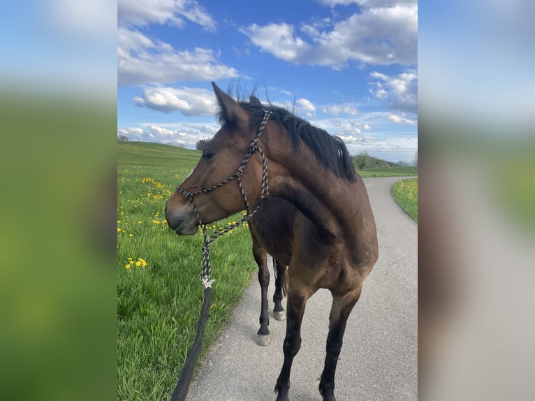 Mały koń niemiecki Klacz 5 lat 145 cm Gniada in Wangen im Allgäu